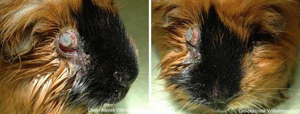 Een cavia met een dermate aangetast oog dat het niet meer te redden is